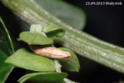 Coleophora sp2.jpg