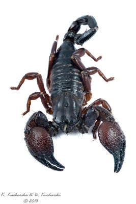 Pandinus cavimatus