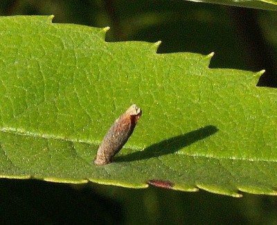 PICT3667a Coleophoridae sp. na jarzębinie 18.7.13 Gdynia Chwarzno CF34.jpg