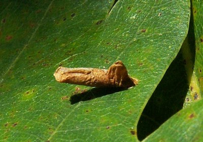 PICT3722 Coleophora sp. na Quercus petraea 22.7.13 Gdynia Chwarzno CF34.JPG