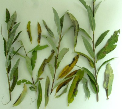 Salix rosmarinifolia - wierzba rokita - Phyllonorycter quinqueguttella