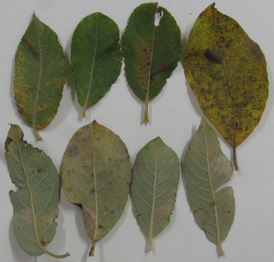 Salix caprea - Wierzba iwa - prawdopodobnie Phyllonorycter hilarella