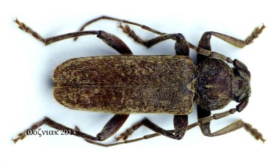 09_Trichoferus bergeri.jpg