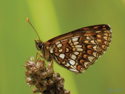 Puszcza Białowieska 26.06.2013r.