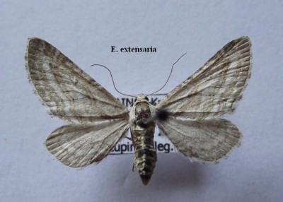 E. extensaria.jpg