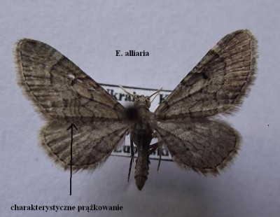 E. alliaria.jpg