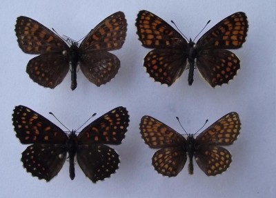 Melitaea 038.jpg