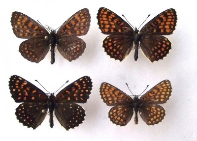 Melitaea 038.jpg