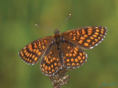 Puszcza Białowieska 26.06.2013 r.