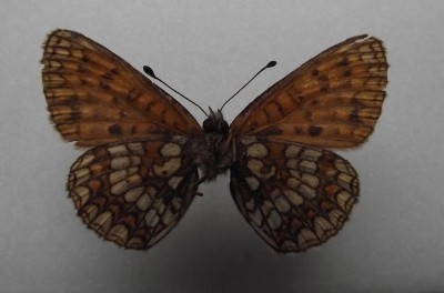 Melitaea athalia spód.jpg