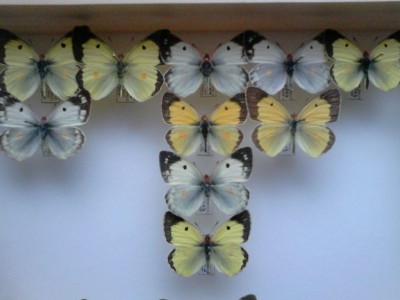 colias erate.jpg