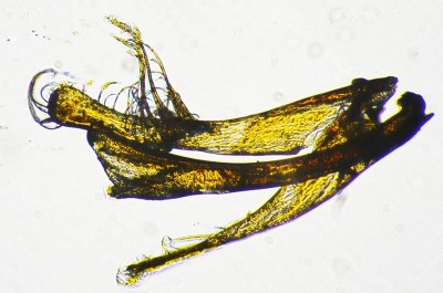 Ptinus pilosus - kopulator - Kopia.jpg