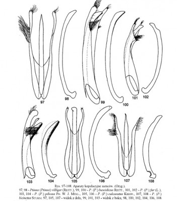 Ptinus pilosus - Kopia (2).jpg