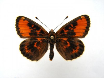 Melitaea sp wierzch.jpg