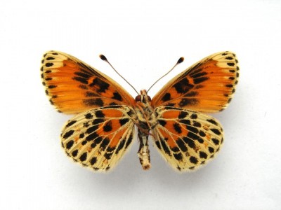 Melitaea sp spód.jpg