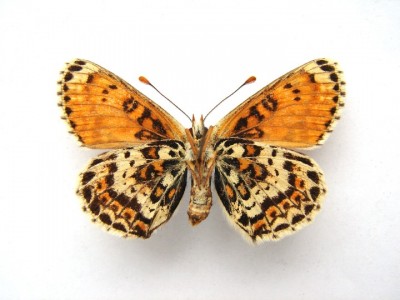 Melitaea cinxia spód.jpg