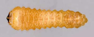 20 mm, brzoza