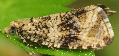 Celypha_lacunana_4500.jpg