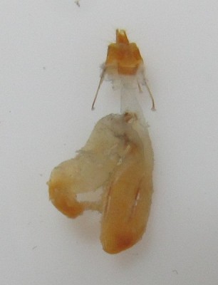 Heliothis viriplaca<br />Odgałęzienie torebki kopulacyjnej krótsze od części właściwej