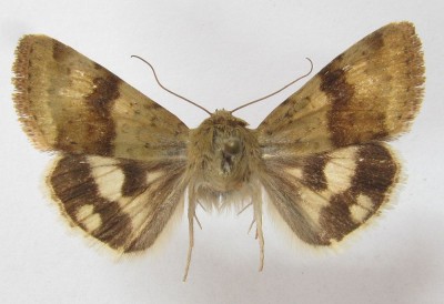 Heliothis viriplaca