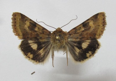 Heliothis maritima/adaucta