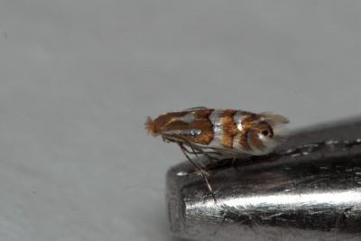 brzoza - Phyllonorycter ulmifoliella