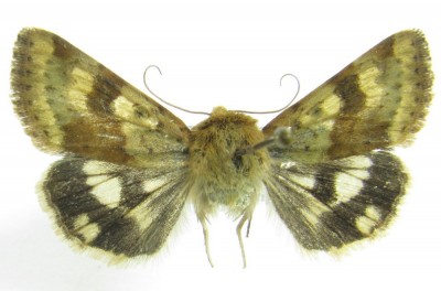 Heliothis adaucta