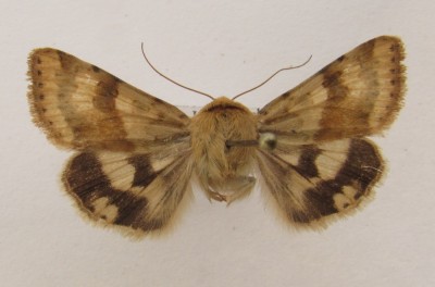 Heliothis viriplaca