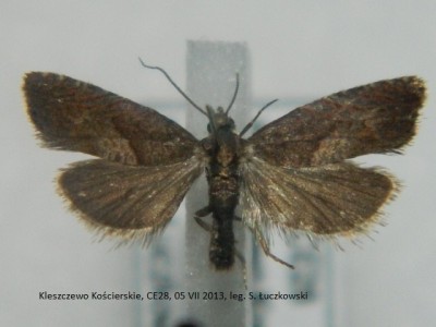 4. Dichrorampha sp. ( acuminatana).JPG