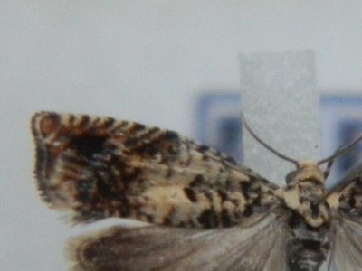 7. Epinotia subocellana.JPG