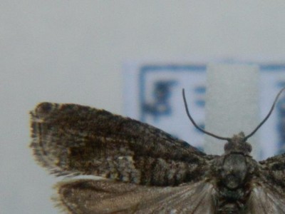 8. Epinotia tetraquetrana.JPG