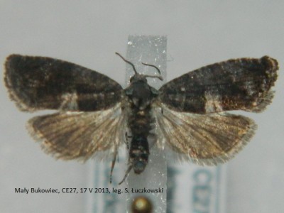 11. Pammene obscurana.JPG