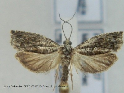 13 Epinotia sp..JPG