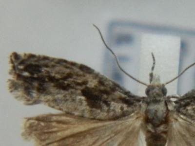 14 Epinotia sp..JPG