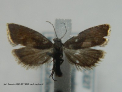 3. Dichrorampha sp. ( acuminatana).JPG