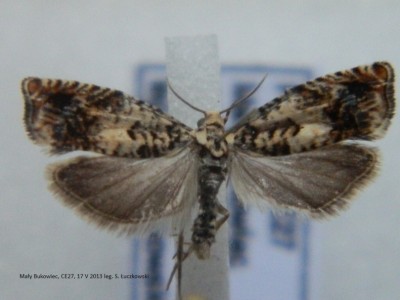 7. Epinotia subocellana.JPG