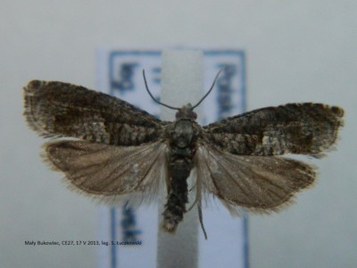 8. Epinotia tetraquetrana.JPG