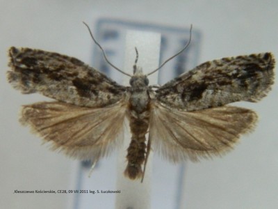 14. Epinotia sp..JPG