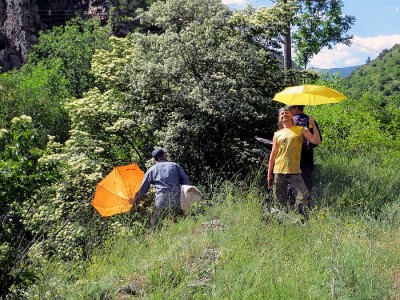 Od lewej: Lechu, ja i Marcin podczas otrzepywania z głogów owadów do parasoli.