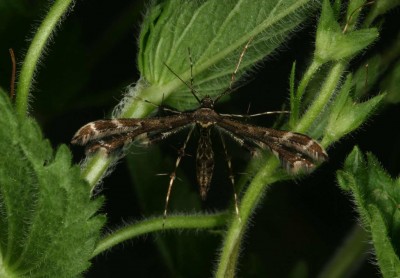 Capperia trichodactyla - motyl.jpg