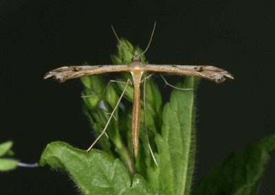 Stenoptilia bipunctidactyla.jpg