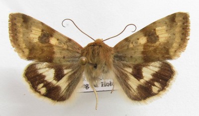 Heliothis viriplaca, samiec.