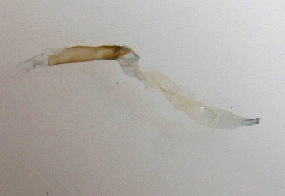 prawdopodobnie Heliothis adaucta, samiec. Wezyka pomarszczona, lekko zesklerotyzowana, o krótkim zwężonym końcu