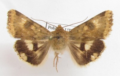 Heliothis adaucta, samiec.