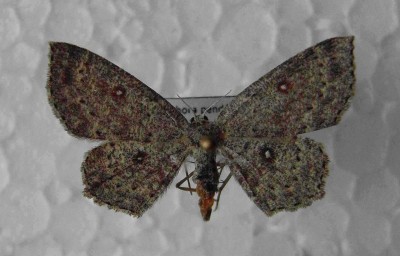 XT27 19.06.2013 Cyclophora pendularia.jpg