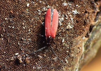 Xylobanellus erythropterus.jpg