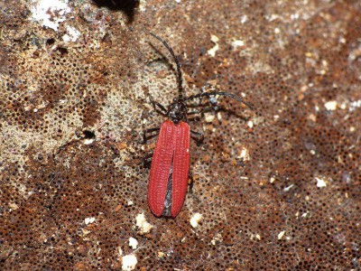 X. erythropterus.jpg