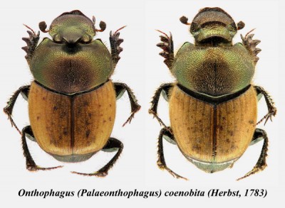 onthophagus.jpg