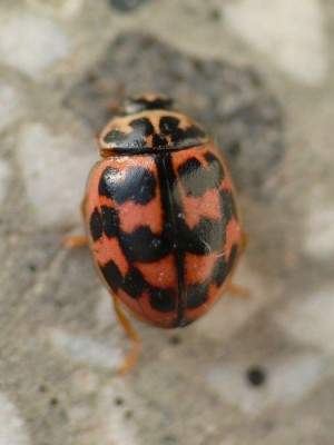 oenopia conglobota