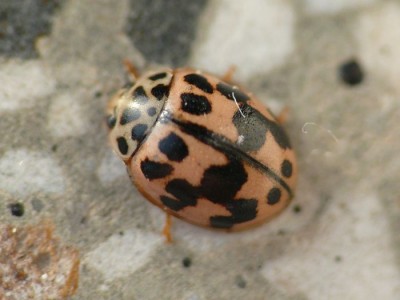 oenopia conglobota